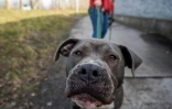 Marti, un Staffordshire terrier, accueilli au refuge Tierheim de Berlin, le 23 février 2021
