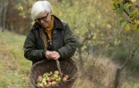 L'agronome italienne Isabella Dalla Ragione cueille des pommes dans les vergers de sa fondation Archeologia Arboreas, à San Lorenzo di Lerchi, un hameau de Città di Castello, en Italie, le 7 novembre 2025
