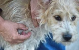 Un chien piqué par une tique dans une forêt près de l'Institut national de la recherche agronomique (Inra) à Champenoux (Meurthe-et-Moselle), le 28 septembre 2018