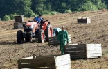 Des détenus s'adonnent aux travaux agricoles à la ferme de Moyembrie dans l'Aisne (nord de la France), le 29 août 2017 