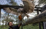 Shiv Kapila, l'un des directeurs du Naivasha Raptor Centre, observe "Phil", un hibou grand-duc tacheté africain dont il s'est occupé, le 17 avril 2024 au Kenya