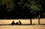 Un couple s'abrite sous un arbre pour pique-niquer au parc de Vincennes, le 11 juillet 2026 Ă Paris