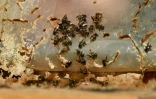 Détail d'une ruche d'abeilles natives brésiliennes à l'Institut Abelha Nativa de Brasilia, le 10 juillet 2022