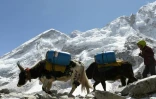 Des yaks acheminent des vivres au camp de base de l'Everest, le 26 avril 2018 au Népal