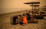 Des animaux domestiques mis à l'abri sur une plage, à Pefki, sur l'île grecque d'Eubée, ravagée par des incendies, le 9 août 2021
