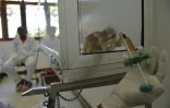 Un rat géant dans le centre d'entraînement de l'ONG Apopo, à Morogoro, en Tanzanie, le 17 juin 2016