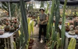 Sheila Gerber, gérante d'un jardin botanique et d'une plantation de cactus, inspecte ses plantes dans le village de Talmei Yossef, le 21 mai 2025 dans le sud d'Israël