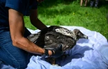 Pascal Orabi, coordinateur du programme LIFE Gyp'Act pour la Ligue de protection des oiseaux (LPO), s'apprête à libérer un bébé gypaète barbu, dans le Parc Naturel Régional du Vercors, près de Treschenu-Creyers, le 13 juin 2025