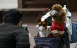 Un homme photographie des chiens portant des masques de protection à Shanghai le 19 février 2020