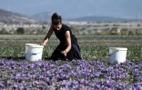 Une femme récolte des pétales de fleurs de safran bleus et violets dans un champ du village de Krokos, près de Kozani, au nord-ouest de la Grèce, le 1er novembre 2024