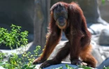 Un orang-outan dans un enclos du centre Vantara de sauvetage et de conservation de la faune, le 25 septembre 2026 à Jamnaga, en Inde