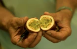 L'agriculteur Irakli Shkoza montre un fruit de la passion dans sa ferme à Divjake, le 1er juillet 2025 en Albanie