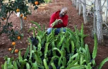 Le Libanais Hassan Trad inspecte des fruits du dragon dans une ferme près du village de Kfar Tibnit, le 22 novembre 2021