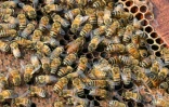 Une reine (C) entourée par des abeilles ouvrières dans une ferme d'apiculture à Chamkanni, à la périphérie de Peshawar, le 4 février 2025 au Pakistan