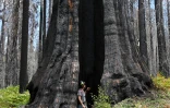 Un photographe à l'intérieur du tronc d'un séquoia d'un séquoia géant brûlé, dans la Redwood Mountain Grove du parc national de Kings Canyon, le 24 août 2023 en Californie