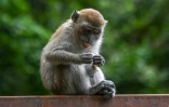 Un singe mâche un mégot de cigarette à Gombak, dans l'État malaisien de Selangor, le 30 mai 2022