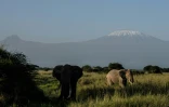 Tolstoï (G), éléphant âgé de 49 ans, dans la réserve kényane de Kimana avec le mont Kilimandjaro en toile de fond, le 3 mars 2021