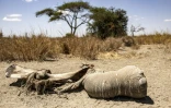 Une patte d'éléphant, reste d'une carcasse décomposée, le 12 août 2026, dans la réserve de Kimana, près du parc national kényan d'Amboseli