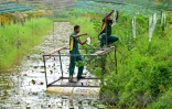 Des soldats de la Force opérationnelle spéciale sri-lankaise (STF) travaillent dans une plantation à Katukurunda pour remettre en culture des champs pollués par le sel de la mer, le 28 mars 2025 au Sri Lanka