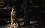 Un loup dans la Sierra de la Culebra, dans le centre de l'Espagne, le 28 juillet 2021