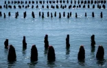 Pieux à moules en partie recouverts par la marée, au sein de l'exploitation Maine père & fils, au large de Bricqueville-sur-Mer, dans la Manche, le 13 septembre 2026