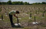 Charles Cohen, chef de projet de reboisement  à l'ONF, s'occupe de jeunes arbres protégés par des filets  plantés pour reboiser la zone de "La Forêt de Maubuisson" à Méry-sur-Oise, au nord-ouest de Paris, le 29 avril 2025