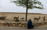 Un touriste photographie des bouquetins à Mitzpe Ramon, dans le désert du Néguev en Israël le 6 mai 2018