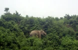 Un éléphant sauvage à Teknaf, à la frontière du Myanmar, le 2 juillet 2008