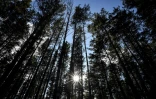 La forêt de Suzunsky lors d'une vague de chaleur, le 11 septembre 2020 à Chipounovo, en Sibérie