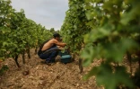 Un vendangeur au travail dans le vignoble du Château Carbonnieux, à Léognan, en Gironde, le 17 août 2022