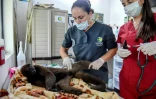 Des vétérinaires soignent un singe dans un centre de préservation de la vie sauvage à San Jeronimo, le 22 mai 2019 en Colombie