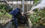 Le docteur en sciences biologiques Roman Ivannikov, chef du département des plantes tropicales et subtropicales du jardin botanique national Gryshko de l'Académie nationale des sciences d'Ukraine, inspecte un poêle à bois dans la serre du jardin à Kiev le 11 février 2026