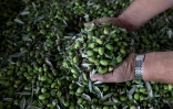 Récolte des olives pour la production d'huile dans le village d'Assira al-Shamaliya en Cisjordanie, le 25 octobre 2021 
