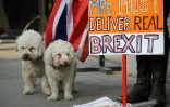 Des militants pro-Brexit et leurs chiens devant le Parlement britannique le 29 mars 2019 à Londres