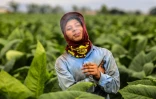 Un ouvrier agricole fait une pause cigarette entre les plants de tabac, le 17 mai 2019 à Esteli au Nicaragua 