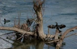 Un cormoran pygmée (phalacrocorax pygmaeus)(f) et une foulque eurasienne (fulica atra)(h) dans le lac Shkodra, le 13 mars 2024 en Albanie
