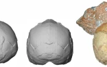 Cette image tranmise le 10 juillet 2019 par l'Université Eberhard Karls de Tuebingen montre une reconstruction et un modèle numérique d'un crâne nummé Apidima 1, découvert dans une grotte grecque
