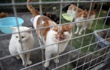 Des chats, repris à des trafiquants, dans un refuge pour animaux à Taicang, dans la province du Jiangsu, le 1er novembre 2023 dans l'est de la Chine