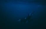 Un orque chasse un banc de harengs dans le fjord Reisafjorden, le 14 janvier 2019 près de Troimsoe, dans l'extrême-nord de la Norvège