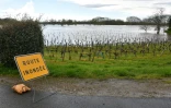 Des vignes inondées par la crue de la rivière Vienne, à Chinon (Indre-et-Loire) le 31 mars 2024