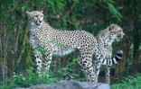 Des guépards dans un enclos au centre Vantara de sauvetage et de conservation de la faune, le 25 septembre 2026 à Jamnaga, en Inde