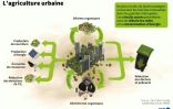 L'agriculture urbaine
