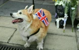 Un chien de race corgi, comme ceux d'Elizabeth II, porte le drapeau de la Grande-Bretagne devant le consulat britannique à Hong Kong où une foule s'est rassemblée pour rendre un dernier hommage à la reine