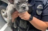Une policière tient un bouledogue récupéré après avoir été volé, le 15 mai 2021 à Culver City, en Californie