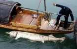 Un responsable de la marine repêche un esturgeon chinois mort flottant sur le fleuve Yangtsé dans le centre de la Chine le 29 avril 2007