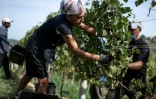 Des vendangeurs dans le vignoble d'Agliano Terme, près de la ville d'Asti, dans le nord-ouest de l'Italie, le 21 septembre 2026 