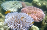 Photo fournie le 19 avril 2018 par le Centre ARC pour l'étude de la Grande Barrière de corail montrant le blanchissement de corail