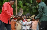 Deux coqs face à face avant un combat lors d'une foire locale à Katekalyan, dans l'état  de Chhattisgarh, le 16 avril 2024 en Inde