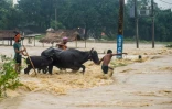 Des népalais aident leurs buffles à traverser les flots, le 13 août 2017 dans le district de Birgunj Parsa, à près de 200 km de Kathmandou