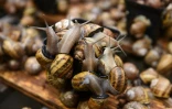 Des escargots dans l'élevage d'Ivan Iouskevitch à Solonka, en Ukraine, le 20 avril 2022